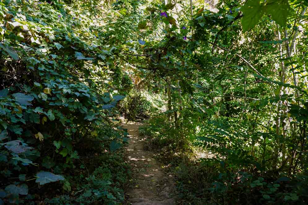 camino por el bosque 'el paraiso' de salto de chella