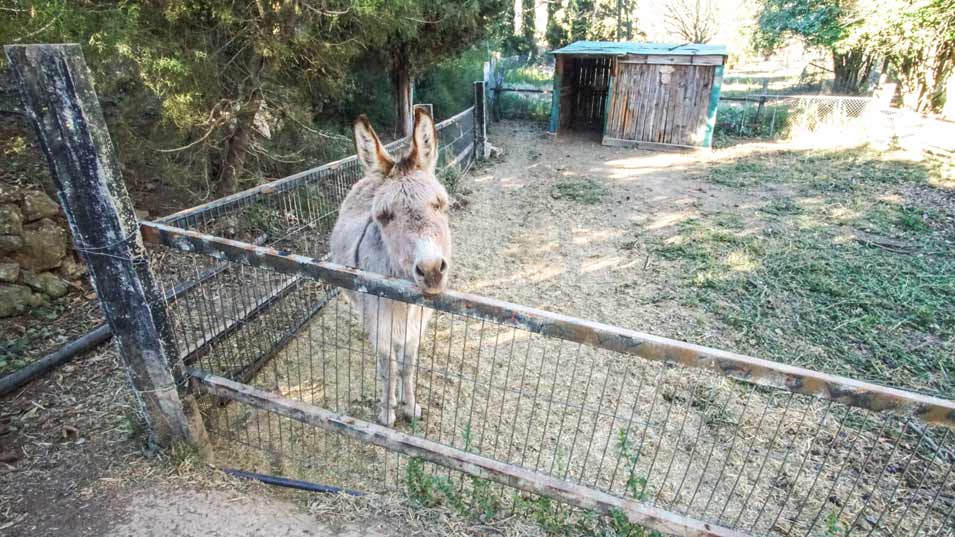 Happy smiling Donkey on sideroad of the CV-81El-Pou-Clar-(swimming-hole)---Ontinyent,-Alicante---Spain--2-00537