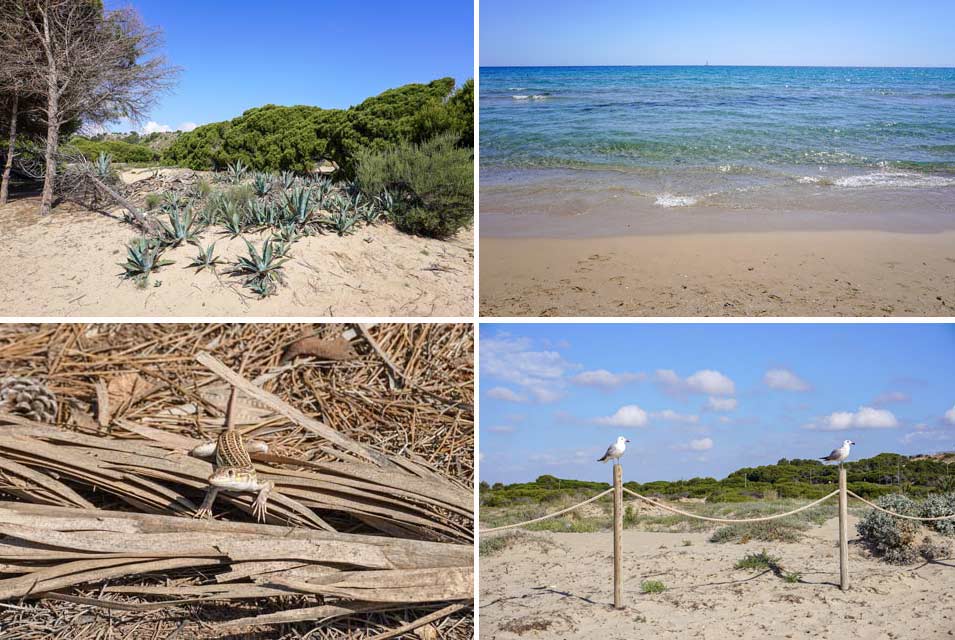 Playa-del-Carabassi- nature, birds lizards