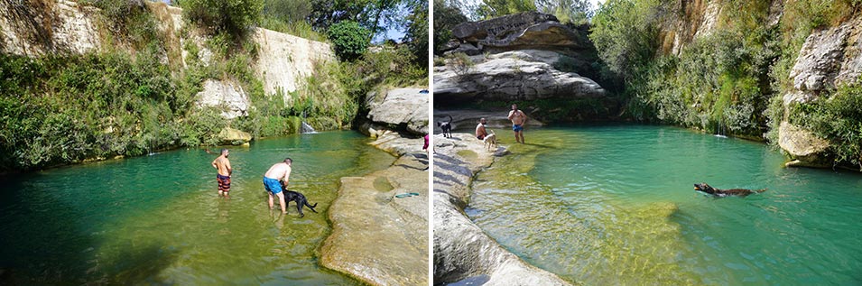 wild swimming dogs